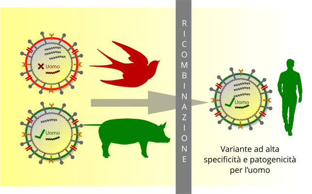 Antigenic shift nell'influenza aviaria